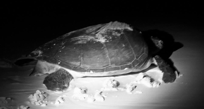 Riviera Maya Sea Turtle Nesting Season 2014