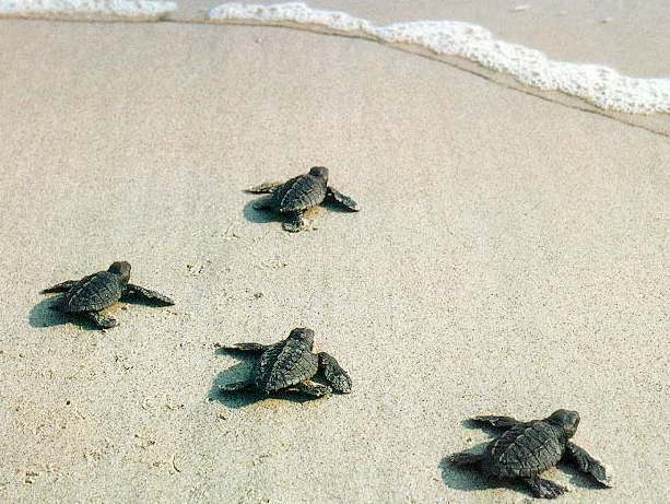 Preserve the Turtles Environment – Take Care!