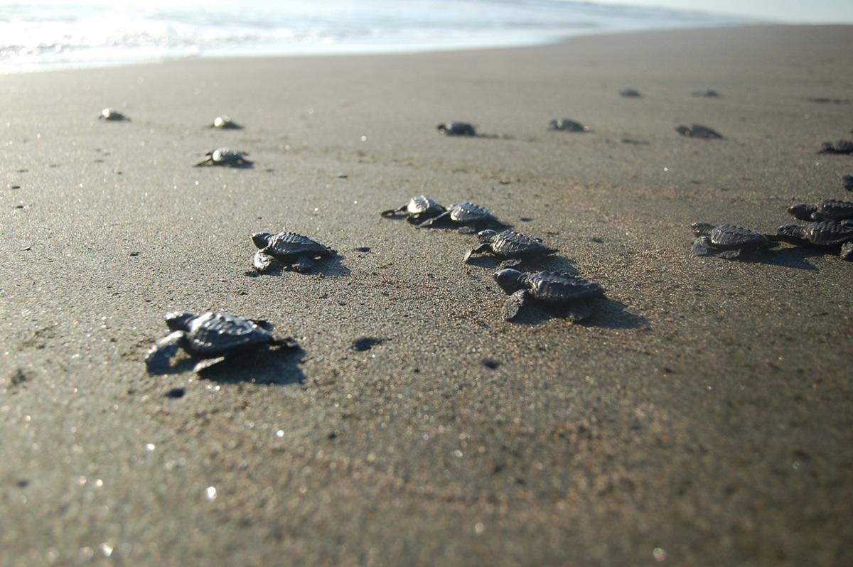 Conservación del hábitat de las Tortugas ¡Cuídelo!