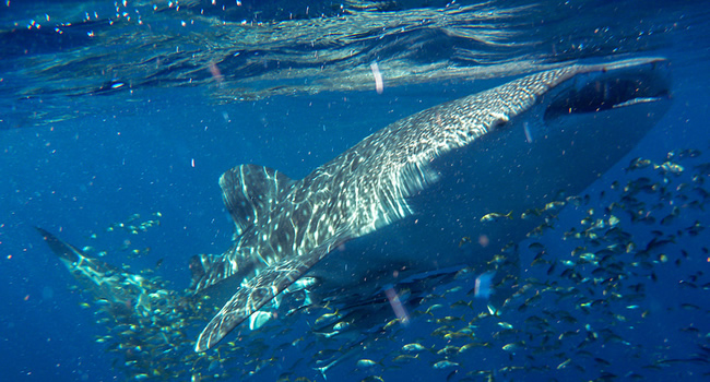 La Temporada del Tiburon Ballena 2014 comienza en Cabanas Tulum