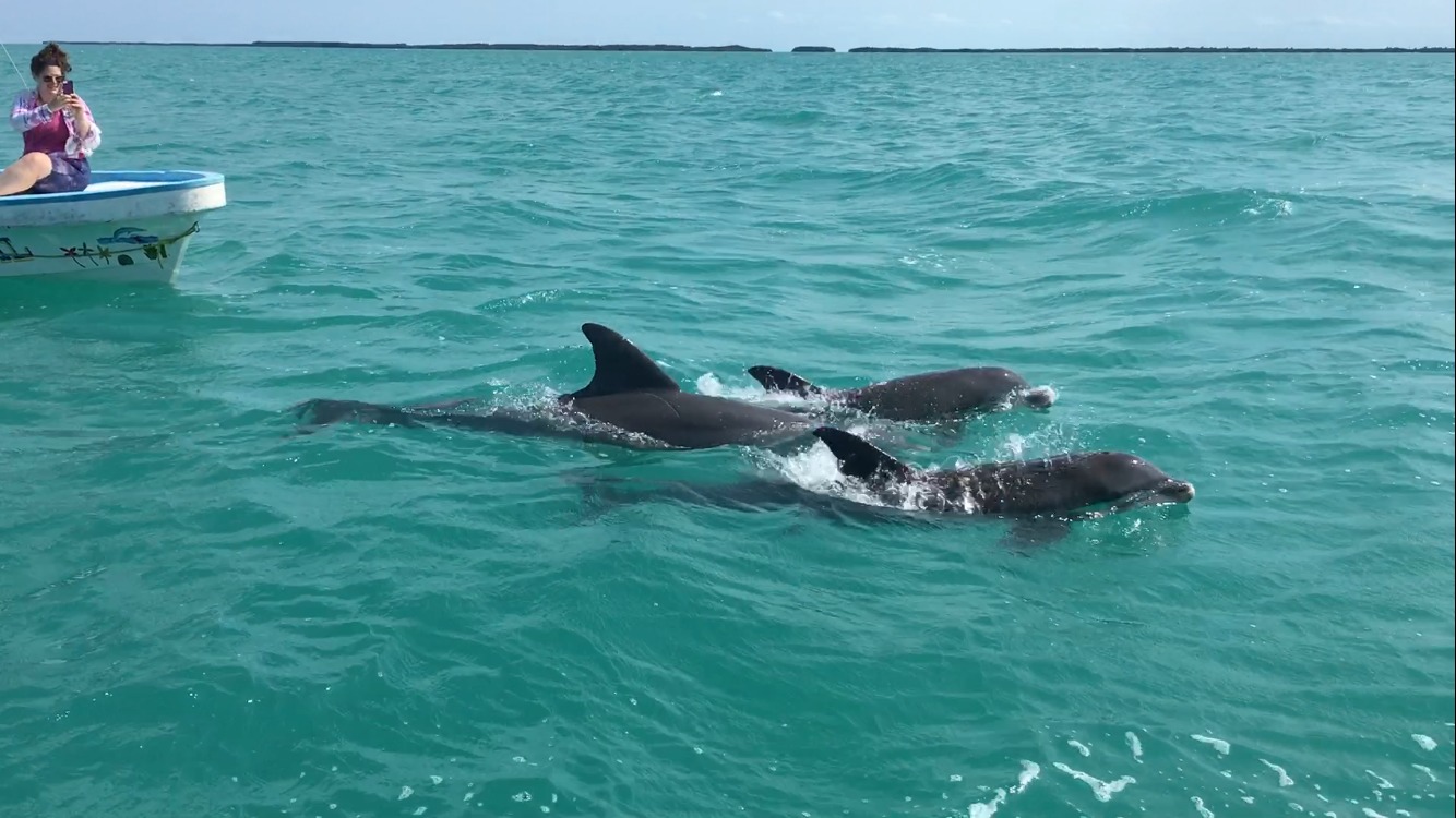 Free dolphins swimming in the sea: the magic of the Sian Ka’an biosphere reserve