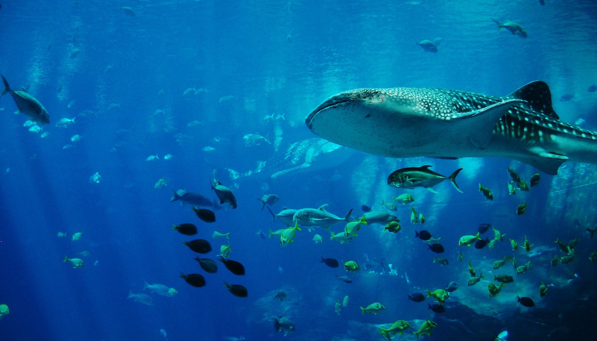 Tiburon ballena en México, los gigantes del Caribe