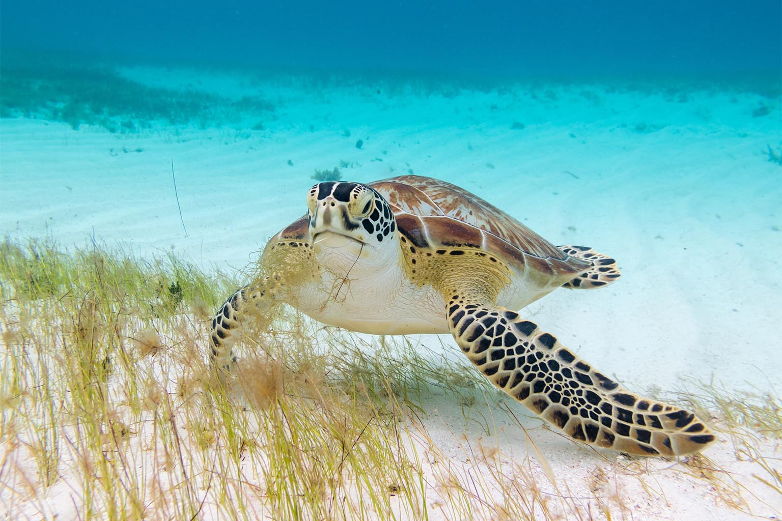 Swimming with turtles: snorkeling adventures in Akumal Bay