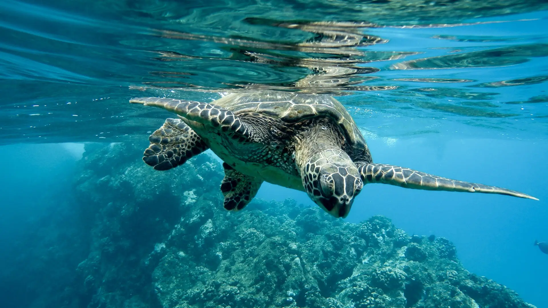 Protecting paradise: a guide to sea turtle nesting season in Tulum