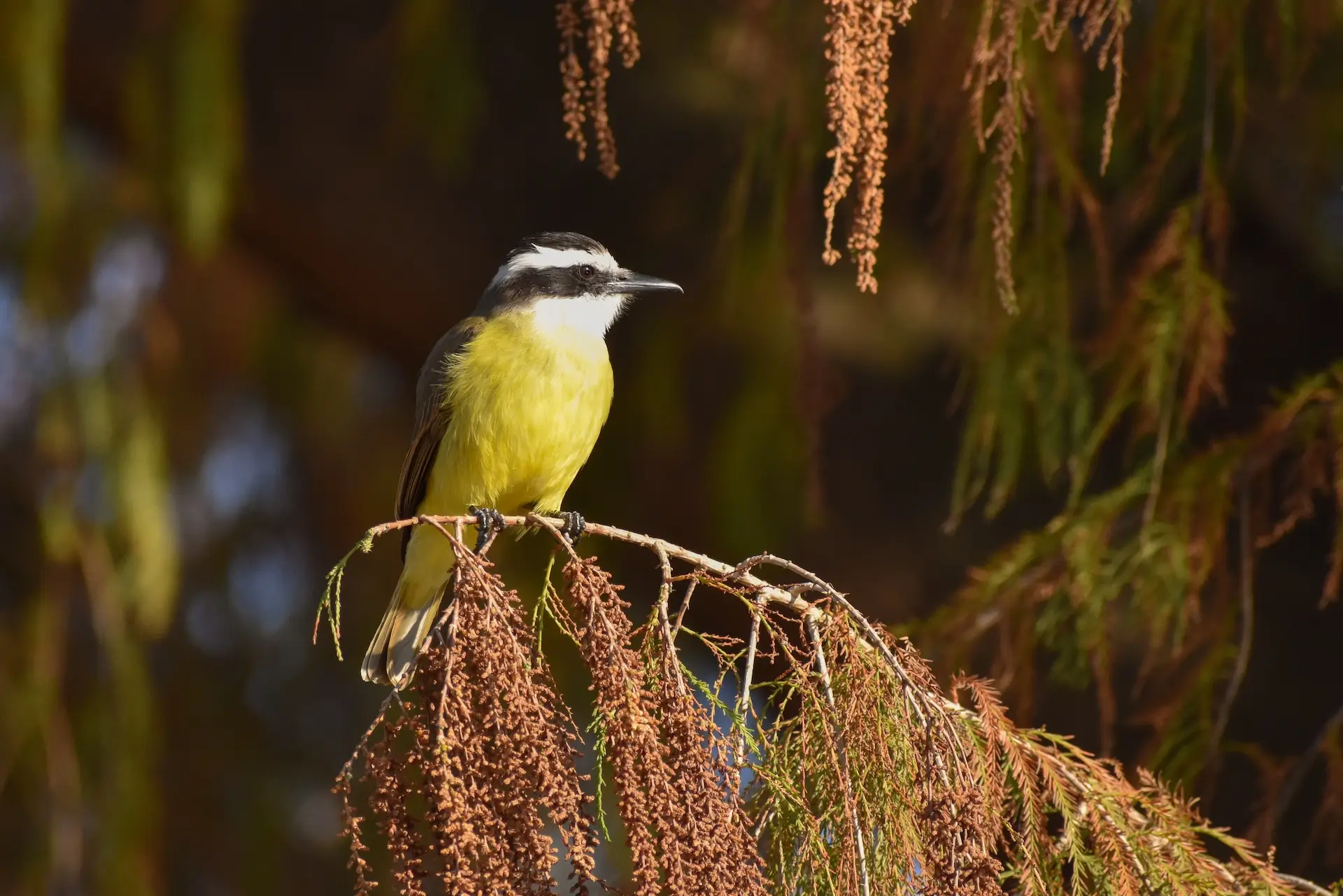 Birdwatching in Tulum: discovering the hidden biodiversity of the Riviera Maya